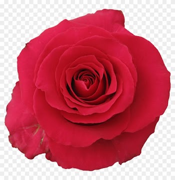 Rose Gotcha - Garden Roses