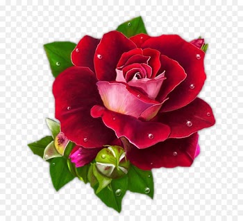 Rose Graphic design Morning Clip art - burgundy flowers 