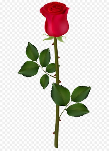 Rose Graphics Clip art - Red Rose PNG Image 
