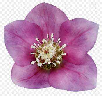 Rose Herbaceous plant Family M Invest d.o.o. Plants -  
