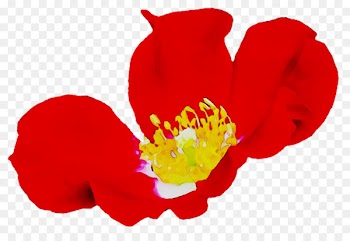 Rose Herbaceous plant Family M Invest d.o.o. Plants RED.M -  