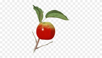 Rose Hip