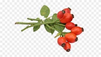 Rose Hip