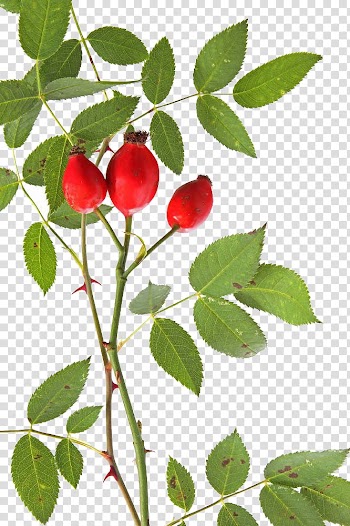 Rose hip Dog-rose Alpine Rose Thorns, spines, and prickles, Free fresh rose hips to pull material transparent background PNG clipart