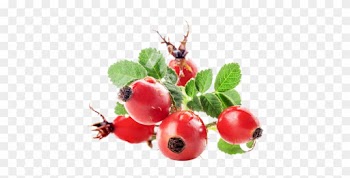 Rose Hip Fruit
