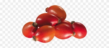 Rose Hips - Rose Hip