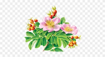 Rose Hips, The “fruit” That Grows On The Prickly Branches - Rose Hip Illustration Botanical