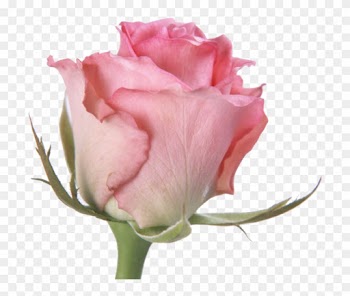Rose I By Dolis333 - Pink Rose Nice Maldivian National Flower