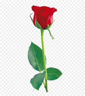 Rose Icon - Red Rose PNG Clipart 