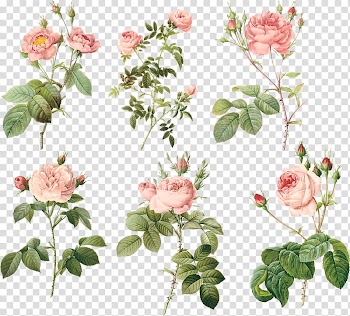 Rose illustration, Garden roses Centifolia roses MacBook Air Floral design Flowerpot, Pink flowers transparent background PNG clipart