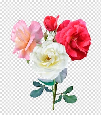 Rose Illustration, Multicolor rose transparent background PNG clipart