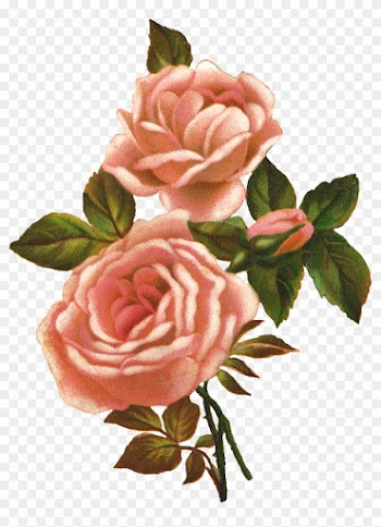 Rose Illustration - Photo - Vintage Roses Clip Art