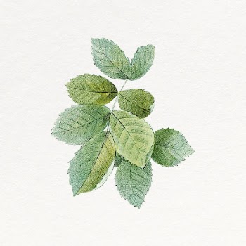 Rose leaf clipart, vintage botanical | Free Photo - rawpixel