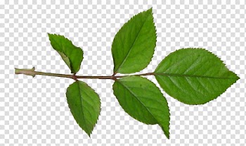 Rose leaf, green leaf transparent background PNG clipart