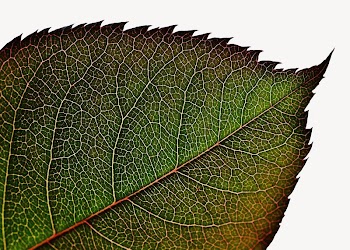 Rose leaf  isolated design | Free Photo - rawpixel