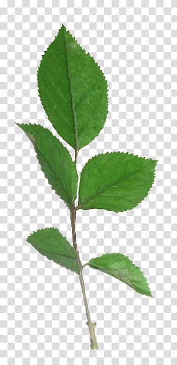 Rose leaf, ovate green leaves transparent background PNG clipart