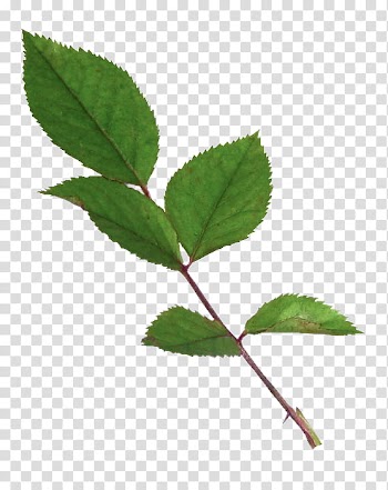 Rose leaf, ovate green leaves with stem transparent background PNG clipart