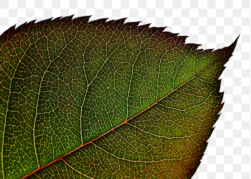 Rose leaf  png sticker, | Free PNG - rawpixel