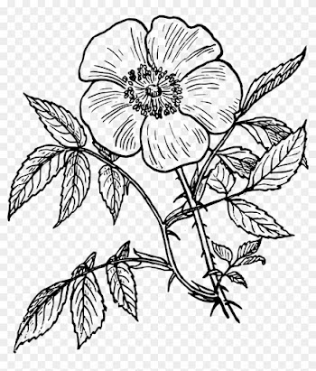 Rose Line Drawing - Day Of The Dead Flower Drawings