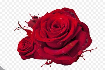 Rose Love Red High-definition television Wallpaper - Rose 