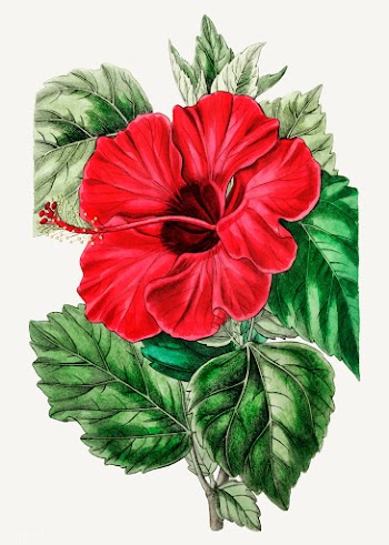 Rose mallow | Free stock vector - 559139