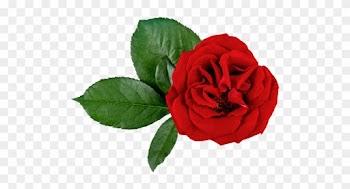 Rose Medicinal Uses