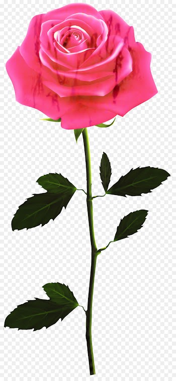 Rose, Morning, Desktop Wallpaper, Flower, Flowering Plant PNG