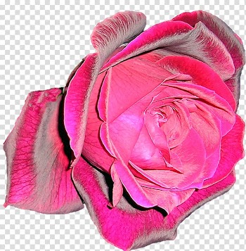 Rose mr lincoln transparent background PNG clipart