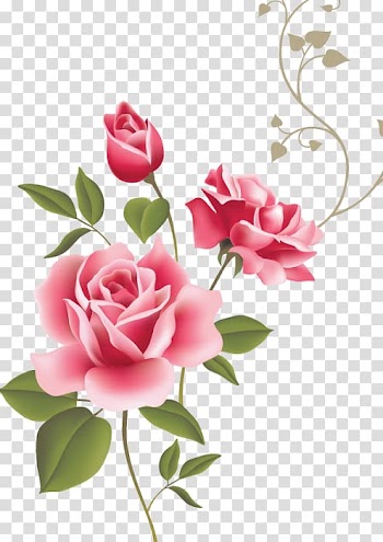 Rose Open graphics Flower, rose transparent background PNG clipart