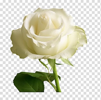 Rose Open White , rose transparent background PNG clipart
