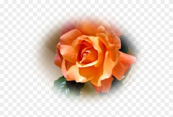 Rose Orange