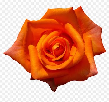 Rose, Orange, Blossom, Bloom, Flower, Orange Roses - Orange Rose Transparent Background