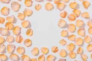 Rose Pedals Framing White Surface