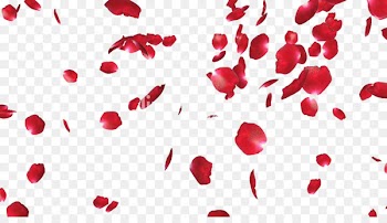Rose Petal Clip art - Rose Petals PNG File 