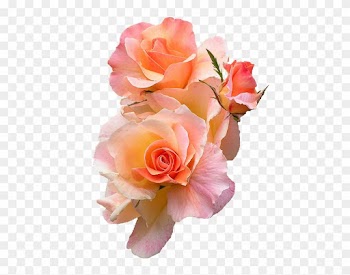 Rose Petal Clipart Transpa Background - Peach Rose Transparent Background