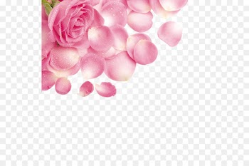 Rose Petal Flower Pink - Rose petals with water droplets 