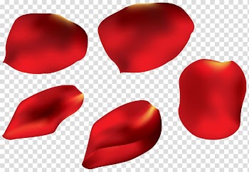 Rose Petal Flower , Rose Petals transparent background PNG clipart