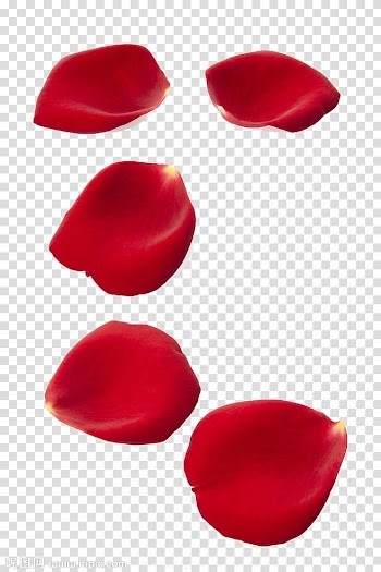 Rose Petal , Rose petal transparent background PNG clipart