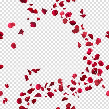 Rose petals , Beverly Hills T-shirt Se fossi qui con me questa sera Luragano di un batter dali , Rose petal transparent background PNG clipart