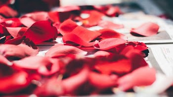 rose petals on top of white printed paper