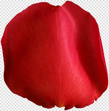 Rose Petals PNG Photo