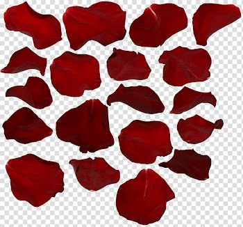 Rose petals, red flower petals lot transparent background PNG clipart