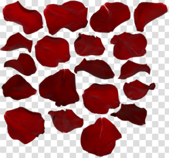 Rose Petals Transparent