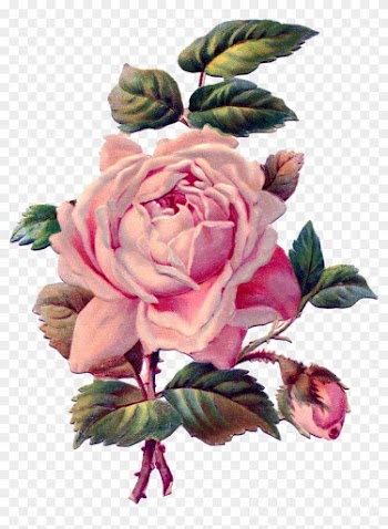 Rose Pink Antique Drawing Clip Art - Vintage Pink Rose