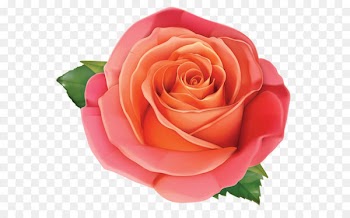 Rose Pink Clip art - Large Rose PNG Clipart Image 