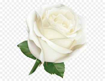 Rose Pink Clip art - Large White Rose PNG Clipart Image 