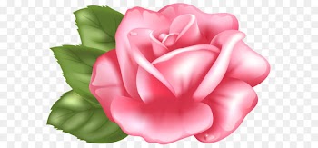 Rose Pink Clip art - Pink Rose Transparent PNG Clip Art Image 