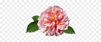 Rose, Pink, David Austin, Cut Out - Rose Image Hd Pastel Png