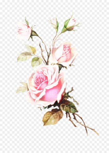 Rose, Pink, Floral Design, Flower, Flowering Plant PNG