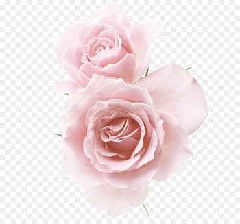 Rose Pink Flower - Champagne red flower 